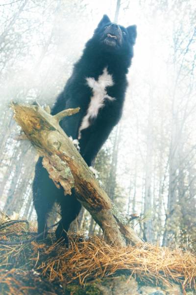 Photograph Marko Radovanovic Domination on One Eyeland